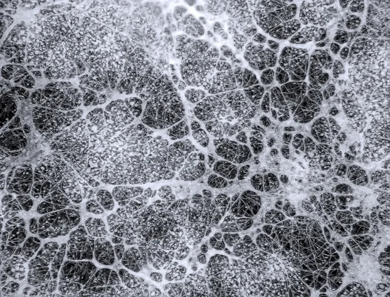 Matériau biosourcé en mycelium pour architecture d'intérieur et design d'espaces professionnels